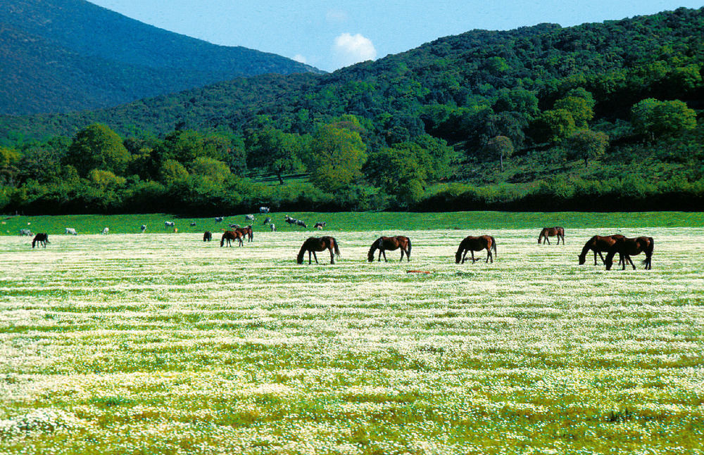 La Pulledraia Del Podere Montegrappa Alberese Exteriér fotografie